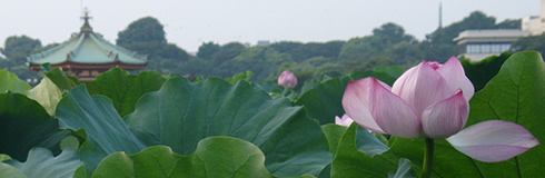 shinjuku park