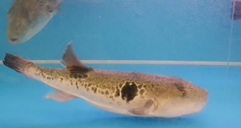 Fugu Fugu