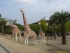 expo05-giraffe