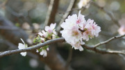 cherry blossum