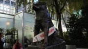 Hachiko