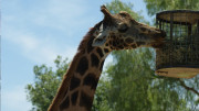 Hiroshima zoo