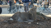 nara deer