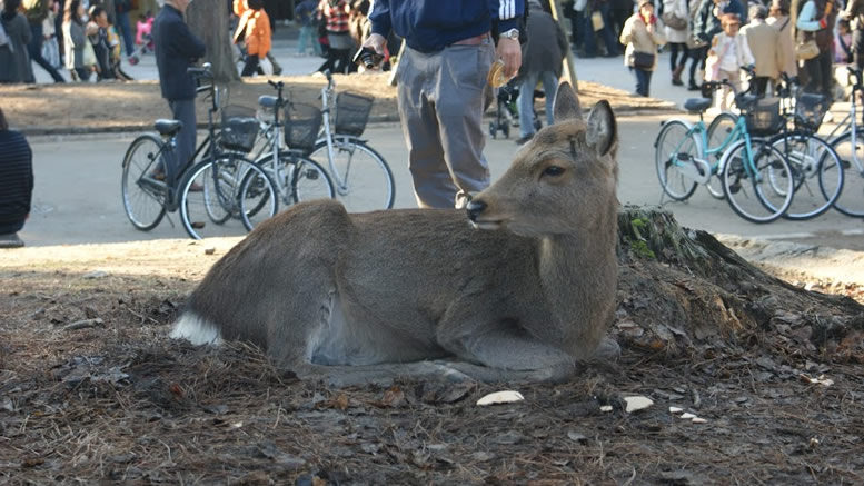 nara deer