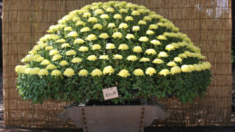 Shinjuku Gyoen Chrysanthemum