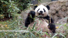 Ueno Zoo Panda