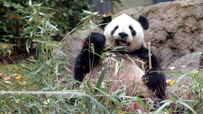 Tokyo Zoo's Giant Pandas, Japan Travel Guide - Happy Jappy