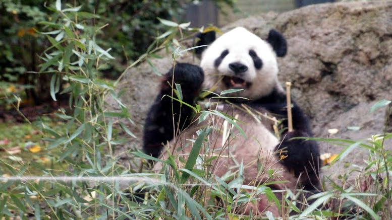 Ueno Zoo Panda